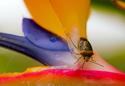 Summer bugs medmattress how to handle indoor infestations